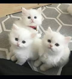 fluffy triple coat kitten
1 kitten 7000Fluffy  whts ap 03217301906