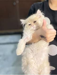 urgent sale triple coated male persian cat