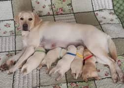 Labrador puppies male and female both available