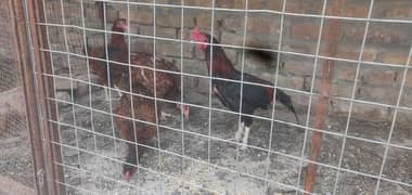9 to 10 month aseel 1 muga and 3 hens for sale.