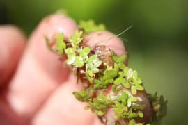 Duckweed (Floating plants)