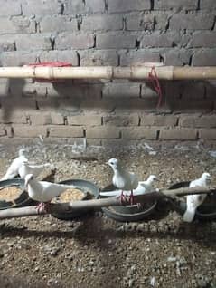 All doves (Khumray) for Sale