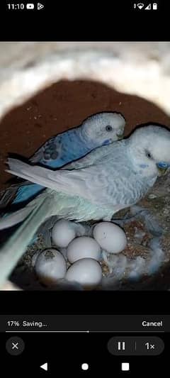 Australian parot breder pair Zebra finche+Snow White finche pair bredr