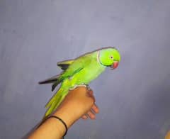 Handtame Green Ringneck Male