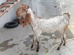 Makhi Cheeni Goat For Sale