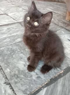 Russian cat male 4 month age.  call# O3O4I399432