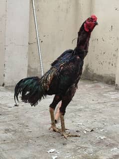 Shamo vietnam thai pakistani bentum silkie hens