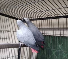 African grey ports for sale O34O ,__4O__53__157 my WhatsApp n