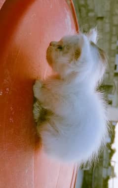 Pure white persian kittens