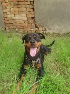 Rottweiler female