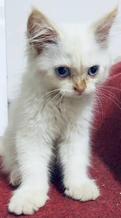 persian cat