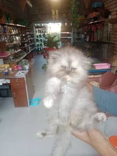 Persian cats / kittens / cat / cat baby / cat for sale