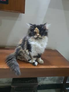 persian kitten for sale
