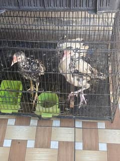 aseel mianwali chicks for sale