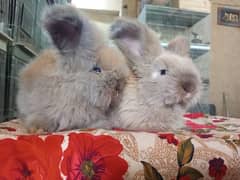 English angora Best quality Rabbit pair so beautiful healthy active