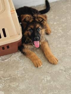 German shepherd long coated female puppy with heavy bone structure