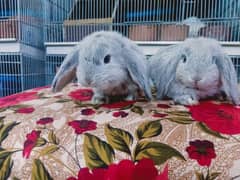 German lop rabbit so beautiful so friendly cute