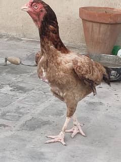 Hen