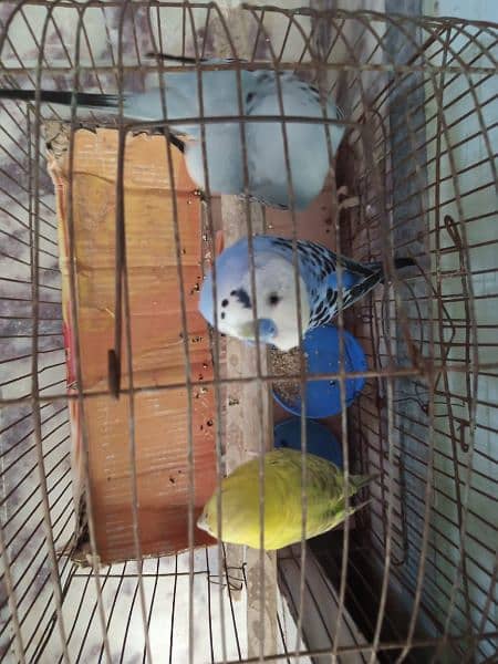 Parrot 8