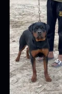 rottweiler female breadr 2 year age urgently sale