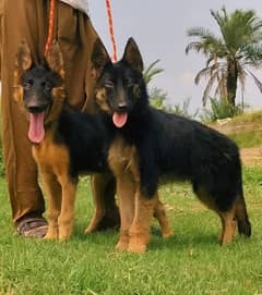 German Shepherd doubled pair 4 month for sale