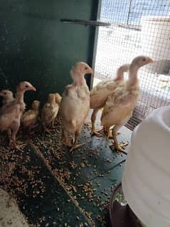 aseel heera chick's /aseel heera available