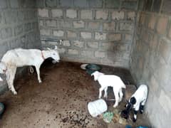 teddy bakri with 2 male female kids