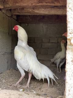 heera chicks available