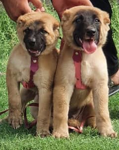 king Turkish kangal pair show quality havey bone structure for sale