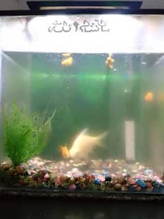 sel out my home Aquariums with fish ka sat comple 0313*21*69*67*1