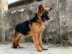 Female Puppy Long Hair Show Class German Shepherd for sale.