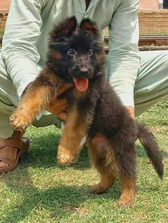 German shepherd long Cote show quality havey bone structure male for s