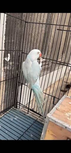 Blue Ringneck