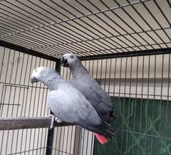 African grey ports for sale O34O ,__4O__53__157 my WhatsApp n