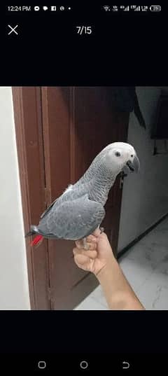 Sale for Grey parrot Urgent sale Full Talking 03243481030