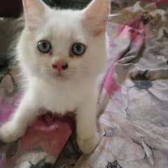 Punch Face Persian Kitten blue eyes Full Coated Hairs 2 months