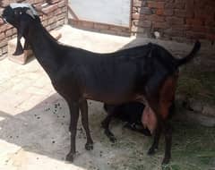 goats for sell