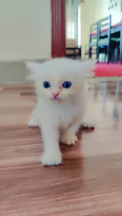 Male Persian kitten