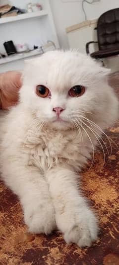 paper white pure Persian male