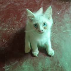 Persian Female kitten 2 months full coat hairs blue eyes