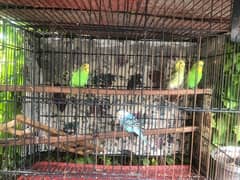 budgies