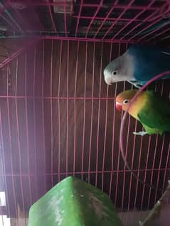 LOVE BIRDS PAIR AND A WHITE BUDGIE
