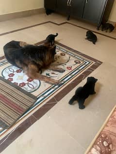 Show quality German Shepherd long coat puppies available for sale