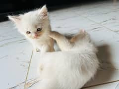 white kitten