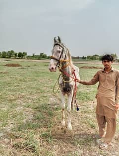 nokra horse for sale