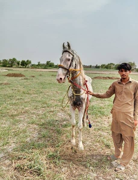 nokra horse for sale 0