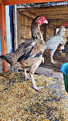 Aseel Heera Male / Mushki Female / Sindhi Female / Heavy Buff Chicks