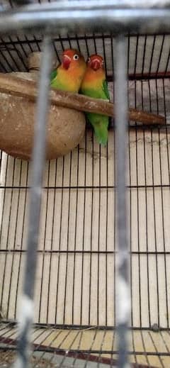 1 fisher pair 2 budgies pair with cage exchange possible with Aseel