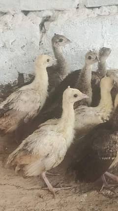 peacock chicks