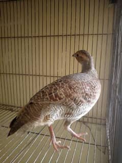 tateri female breeder  arjnt sale/0/3/1/1/0/5/6/1/5/1/6/